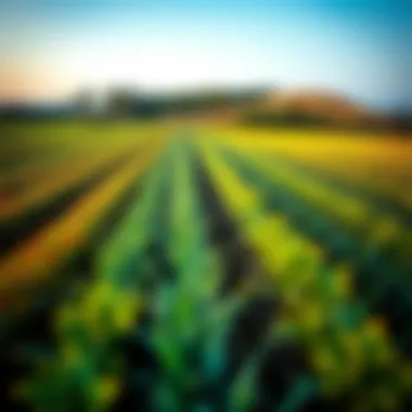 Vibrant agricultural fields in Florida highlighting various crops.